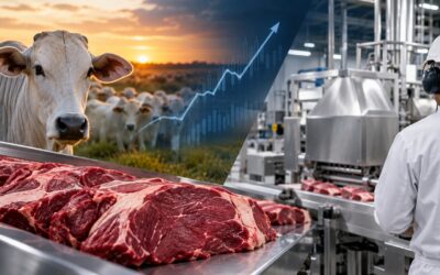 Arroba firme e oferta curta: o que o mercado do boi gordo indica para a indústria da carne
