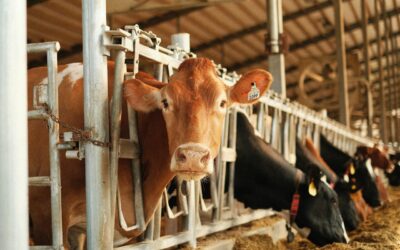 Pecuária de corte: planejamento nutricional e gestão estratégica ampliam a eficiência produtiva
